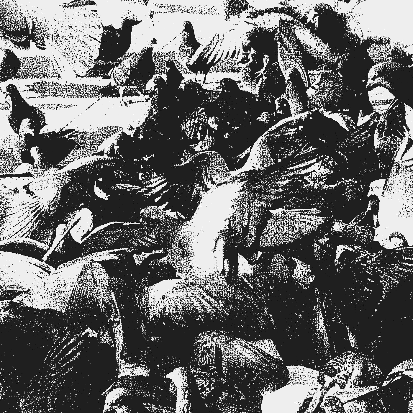 Photo of a cluster of pigeons taking off&comma; with photocopy texture
