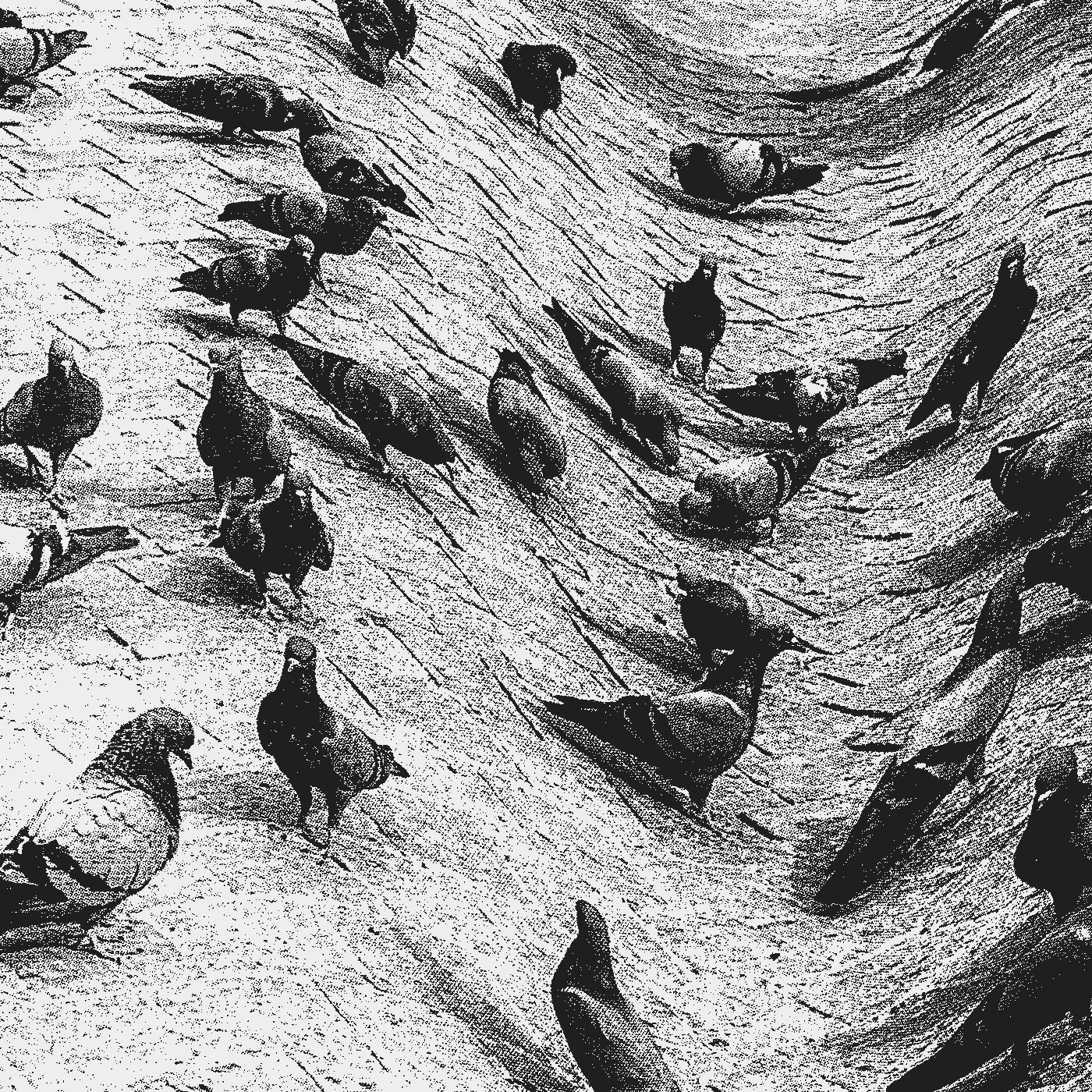 Photo of pigeons on a sidewalk&comma; warped by photocopier